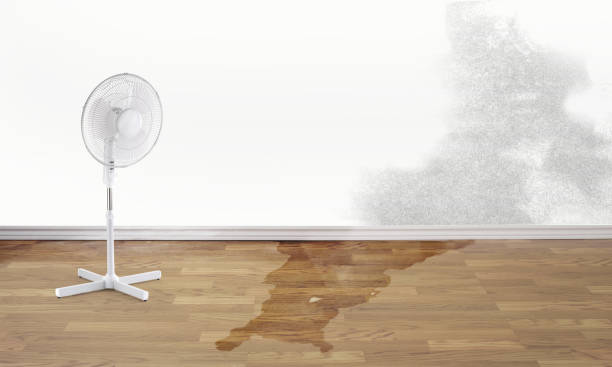 Best Mold removal after water damage  in South Blooming Grove, NY